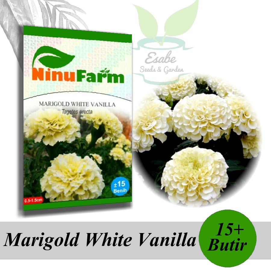 Biji Benih Marigold White Vanilla - Ninu Farm