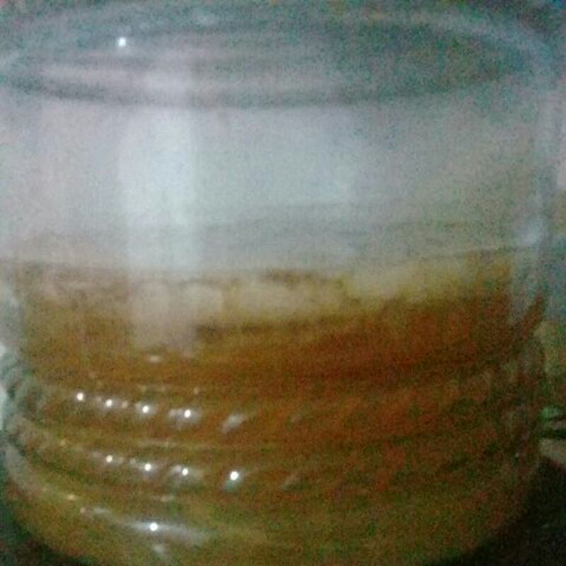 

jamur scubi untuk membuat teh kobuca