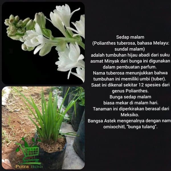 Menjual Produk Tanaman Bunga Sedap Malam Putih - Bibit Pohon Hias