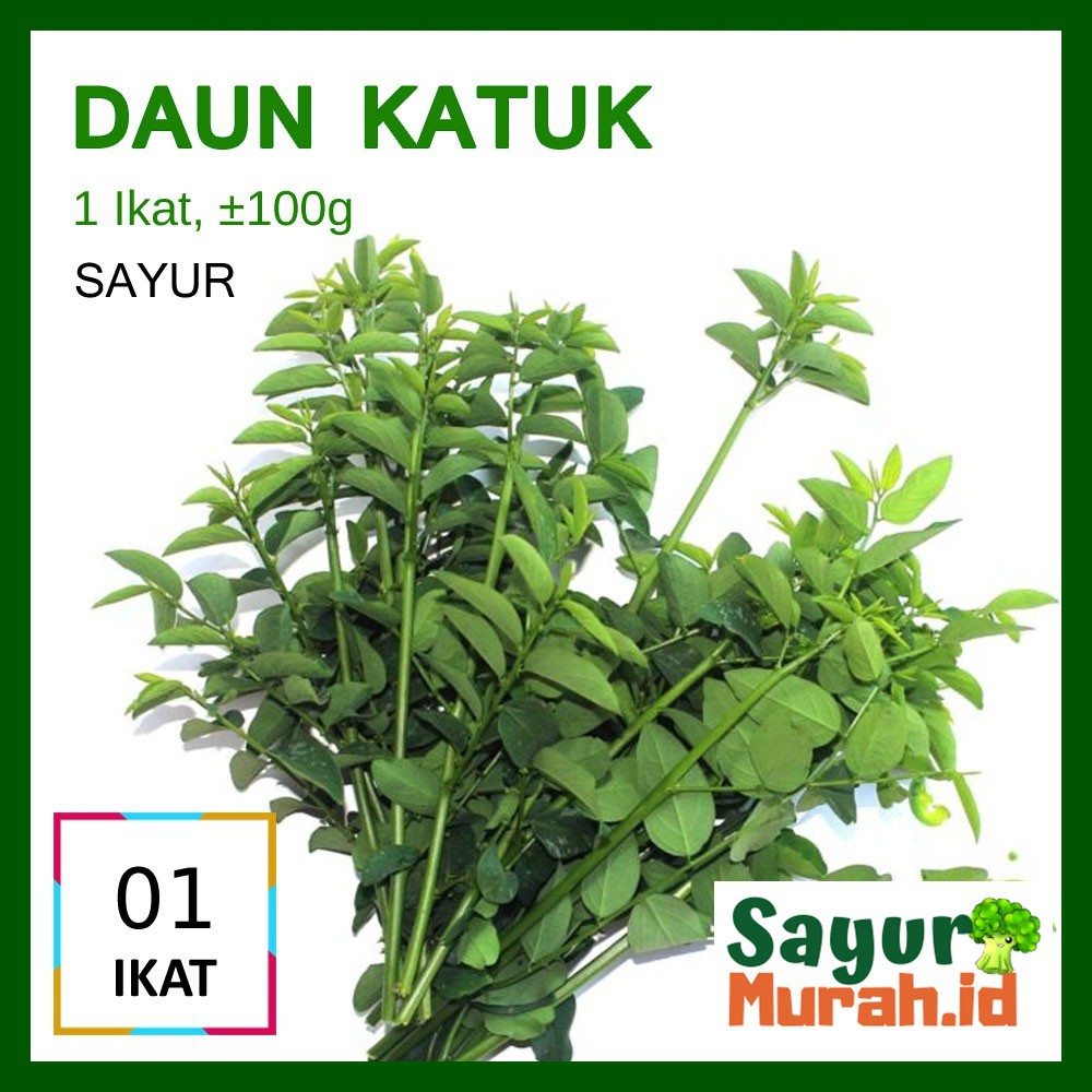 

DAUN KATUK SEGAR - SAYUR PELANCAR ASI [1 Ikat ]