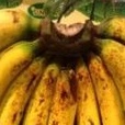 

PISANG BARANGAN/SISIR