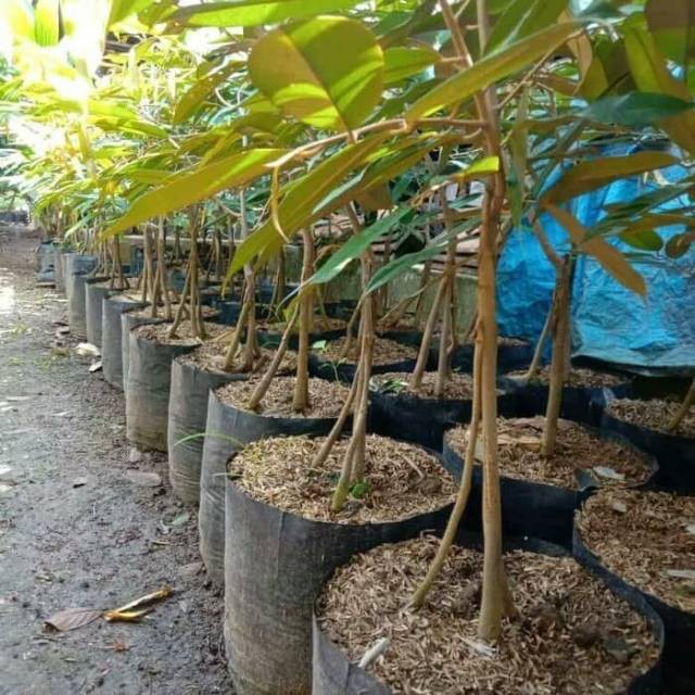 Durian duri hitam kaki 3