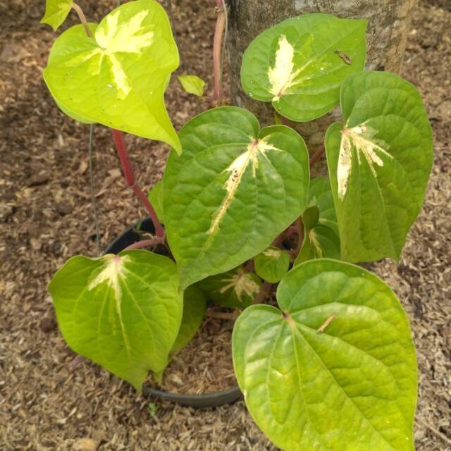 

Tanaman herbal sirih varigata
