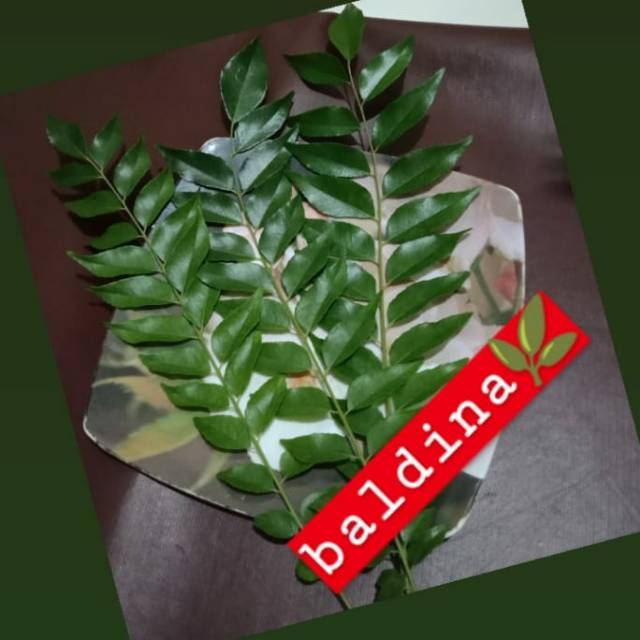 

Daun Kari/Salam Koja per10 tangkai