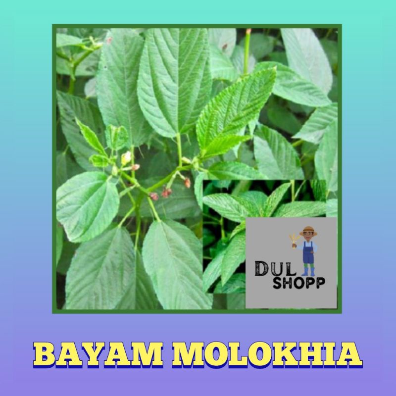 Jual 100 Biji Benih Bayam Molokhia Bayam Arab Shopee Indonesia