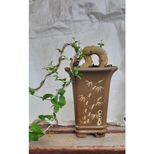 bonsai anting putri cascade small