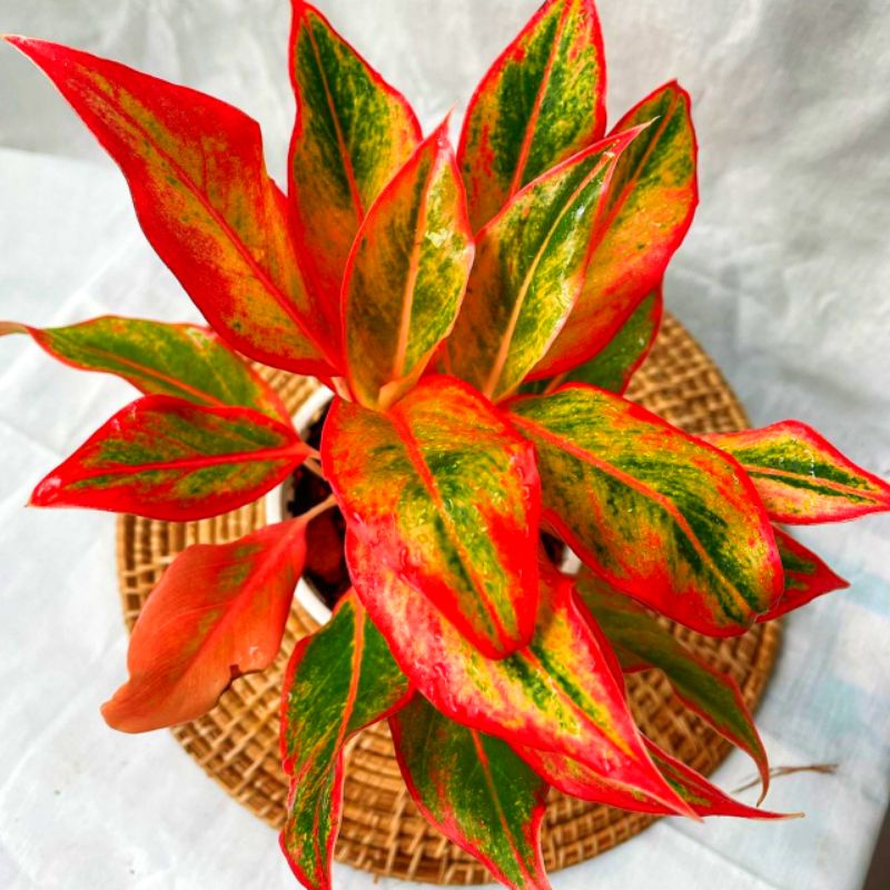 Tanaman hias hidup (INDUKAN) Aglonema Red Siam Aurora / Bunga hias hidup Aglonema Murah Merah / Hias