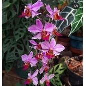 Dewasa Anggrek Doritis : Satuan / Rumpun