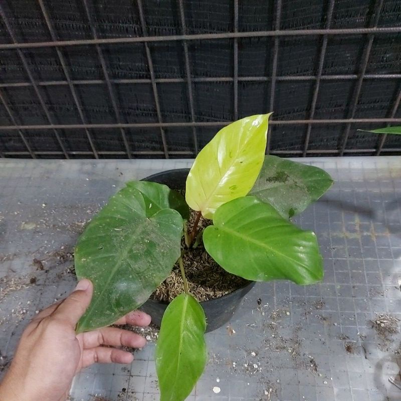 Philodendron Jungle Fever