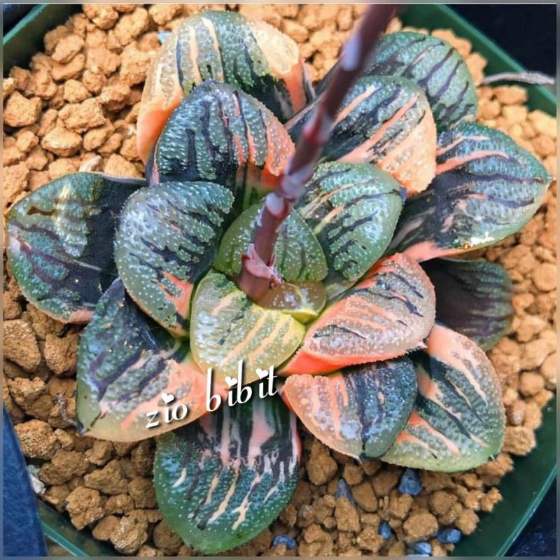 Biji kaktus sukulen import yumiko