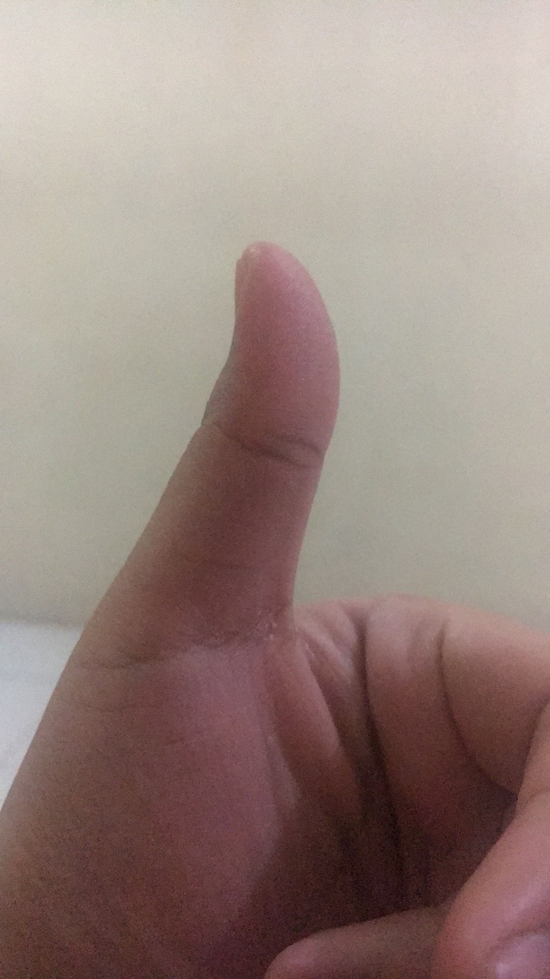 Pasta Maker(gilingan Mie,pastel Dll)