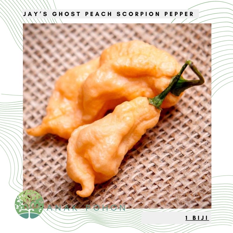 Benih Bibit Biji - Cabai Jay's Ghost Peach Scorpion Pepper Seeds