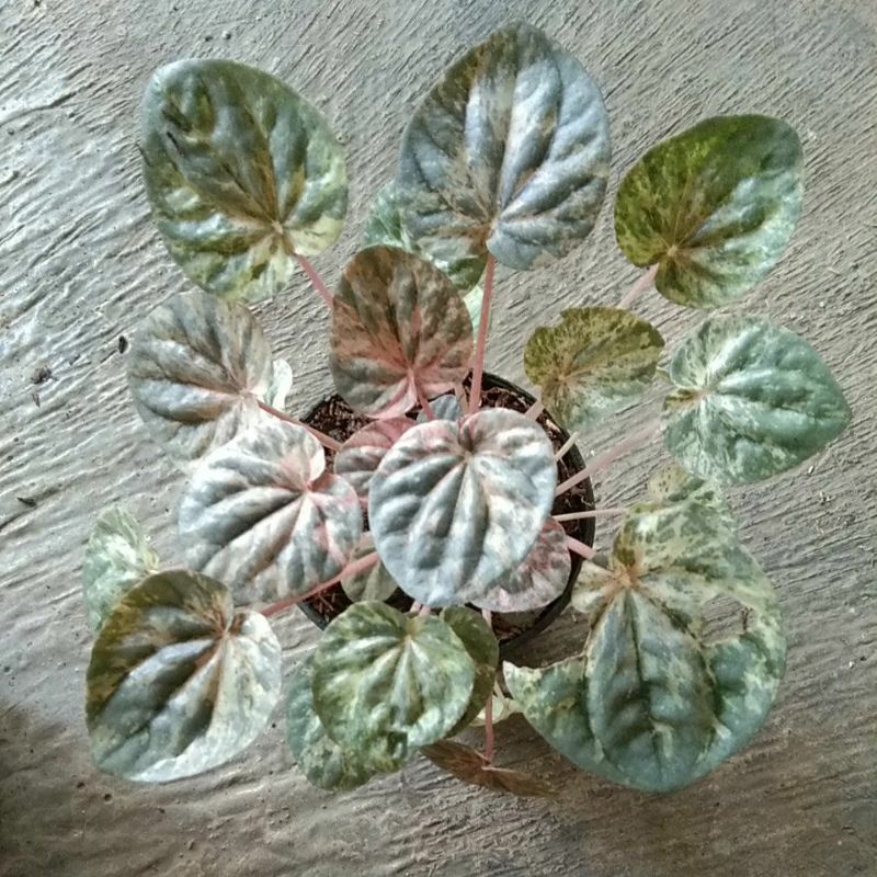 tanaman hias peperomia pink lady