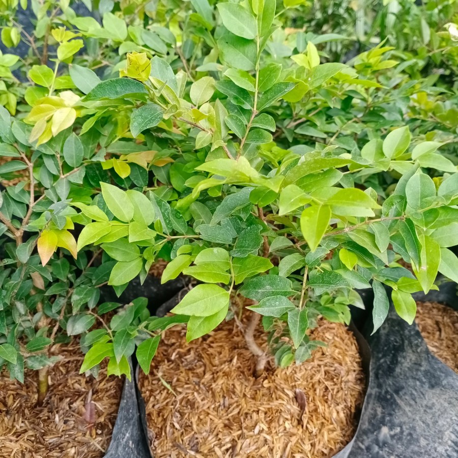 

anggur sabara