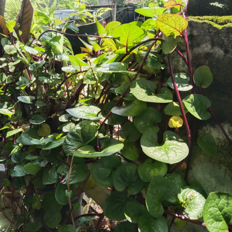 

100 gram daun binahong merah segar organik