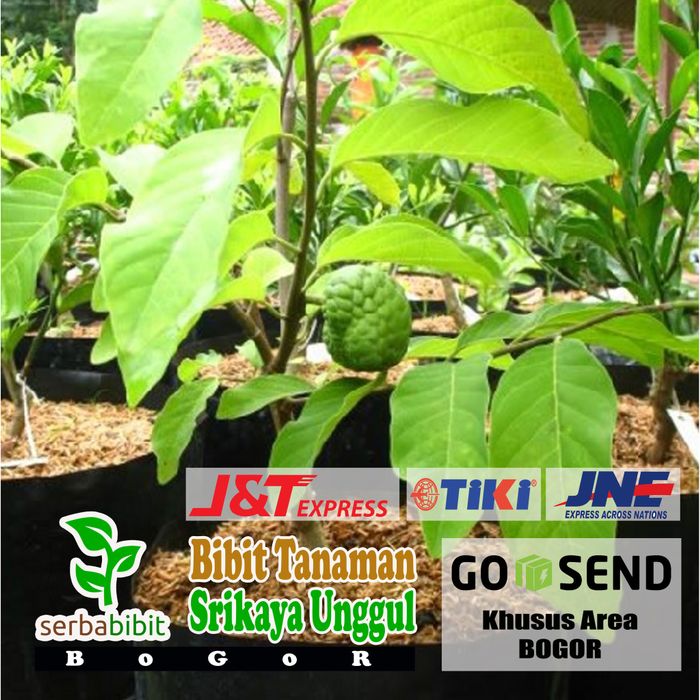 Bibit Srikaya - Pohon Buah Srikaya