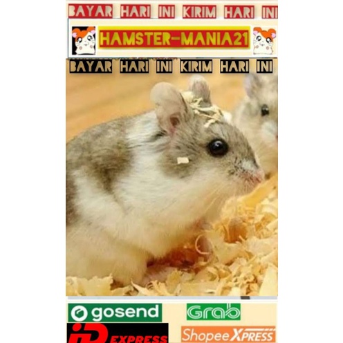 Hamster camble dominan (Kirim pulau jawa)