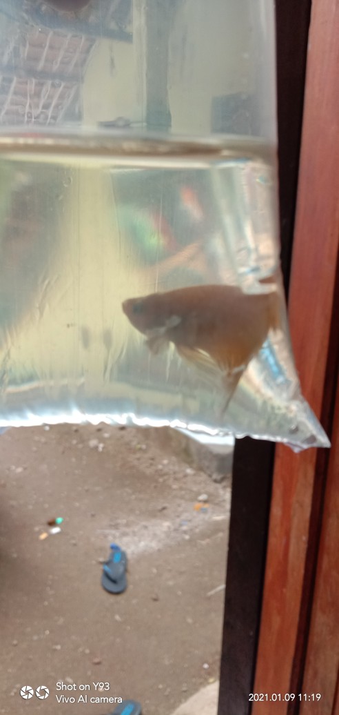 Ikan Cupang Hias Plakat Big Ear Soft Gold Mewah