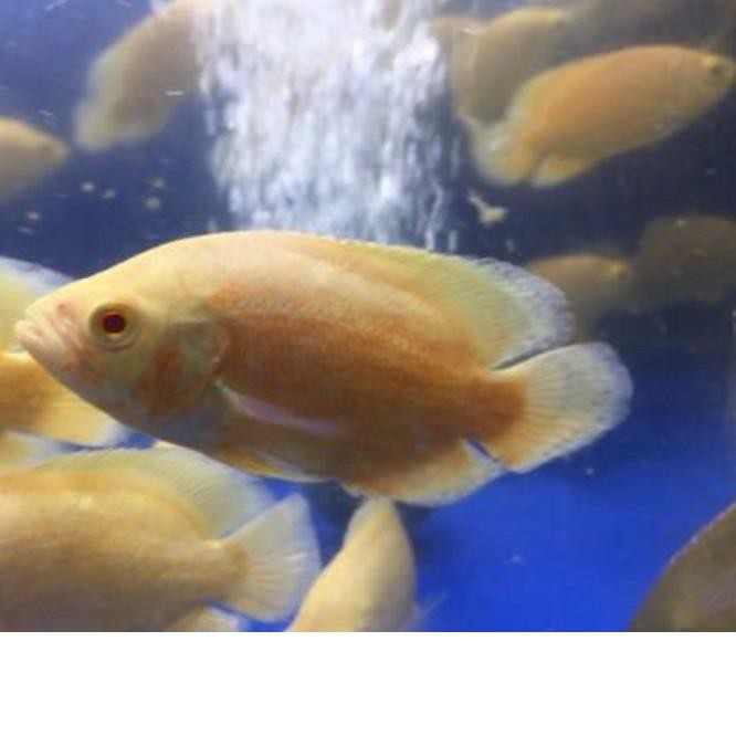 Diskon (ken-713) Ikan Oscar Batik / tiger dan Albino / paris