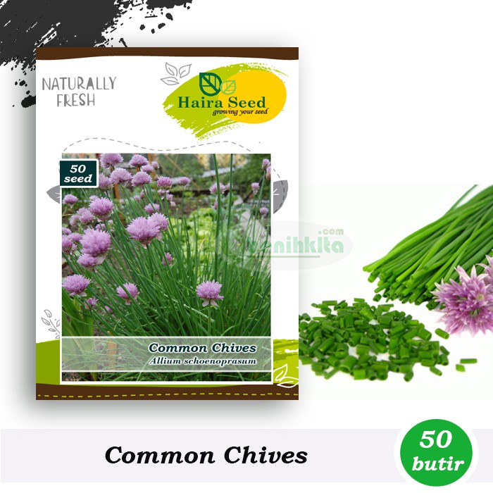 Benih-Bibit Daun Bawang Chives (Haira Seed)