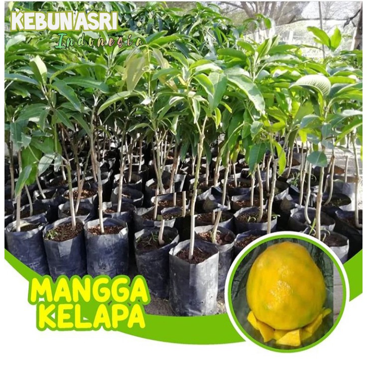 bibit buah mangga kelapa jumbo / tanaman mangga kelapa
