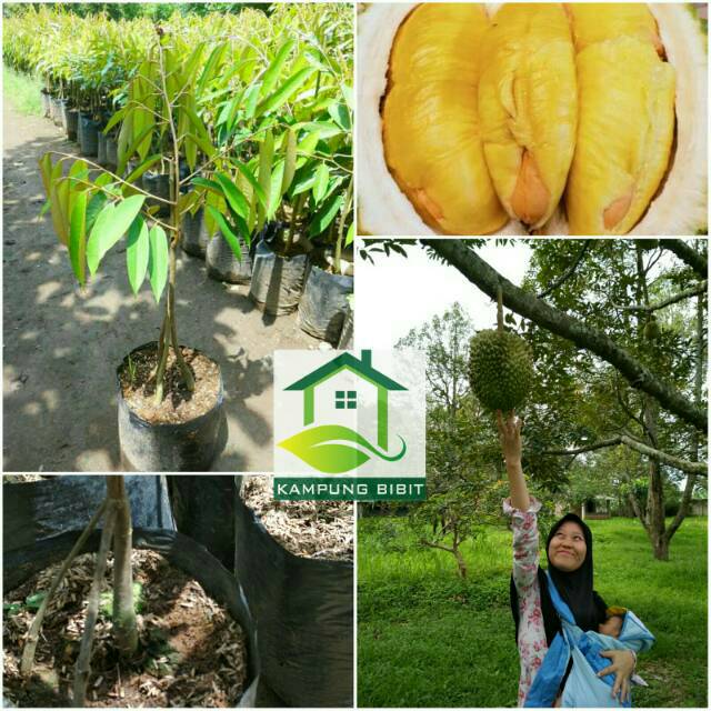 Download 51 Gambar Durian Kaki 3  Gratis