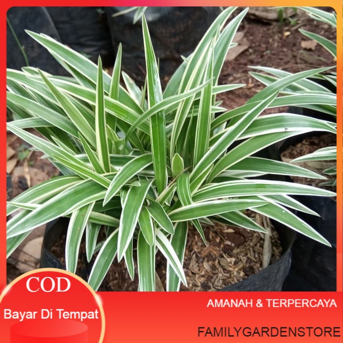tanaman lili paris - tanaman hias lili paris - lili paris Terlaris Termurah