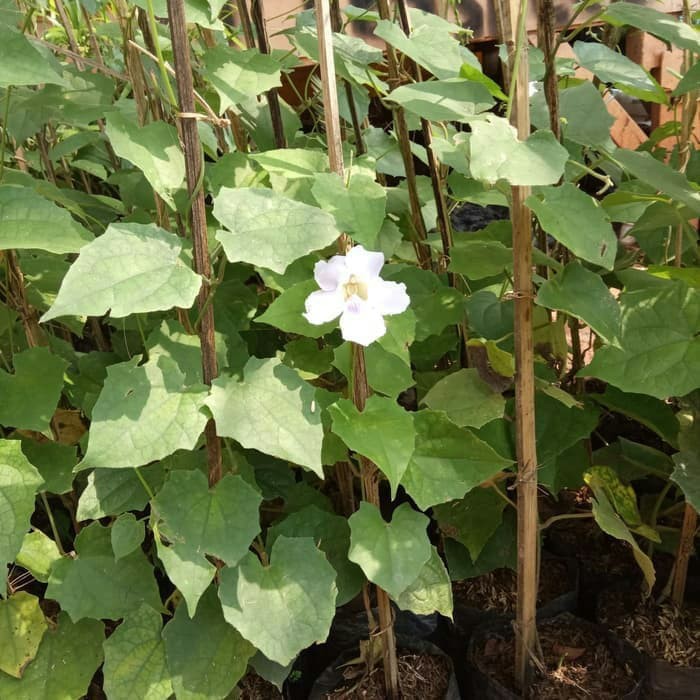 Tanaman Hias Rambat Thunbergia Bunga Putih