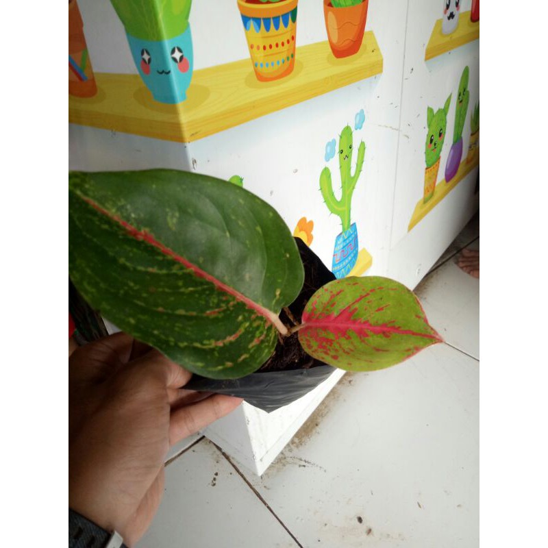 Tanaman hias aglonema wulandari-aglonema wulandari murmer-aglaonema wulandari-bibit wulandari anak