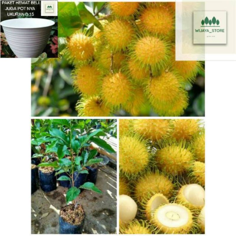 bibit rambutan garuda