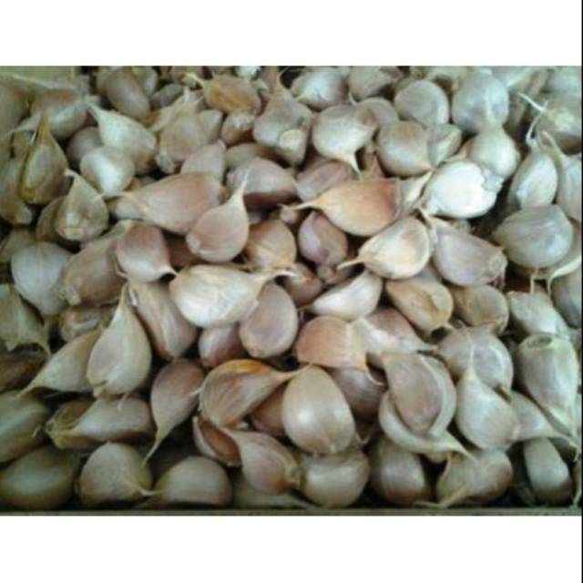 Bawang Putih Kating Indonesia