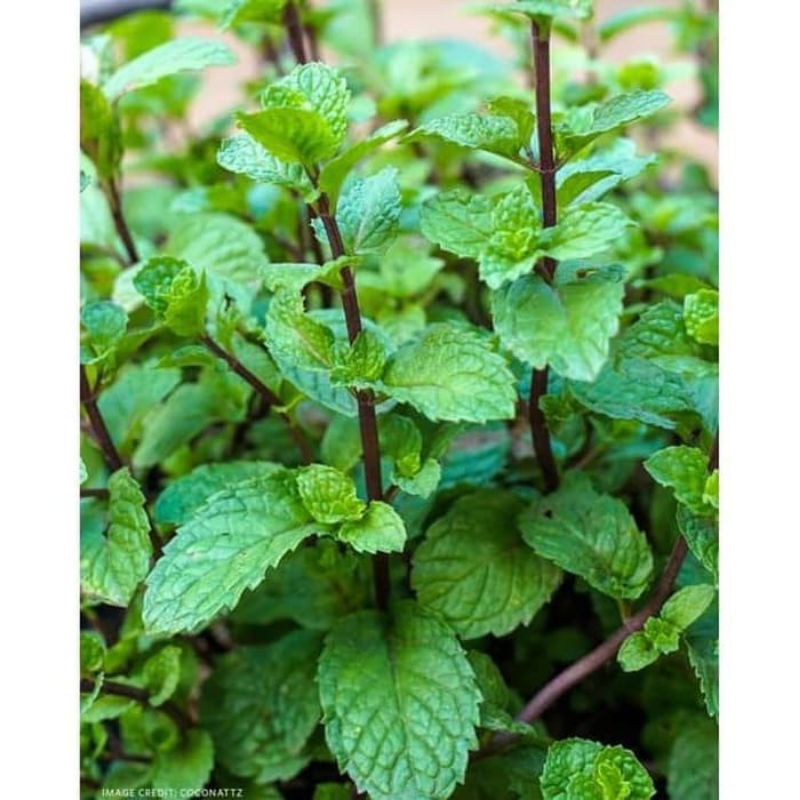 Tanaman Daun Mint / Tanaman mint / Tanaman daunmint / Bibit mint / Daun mint