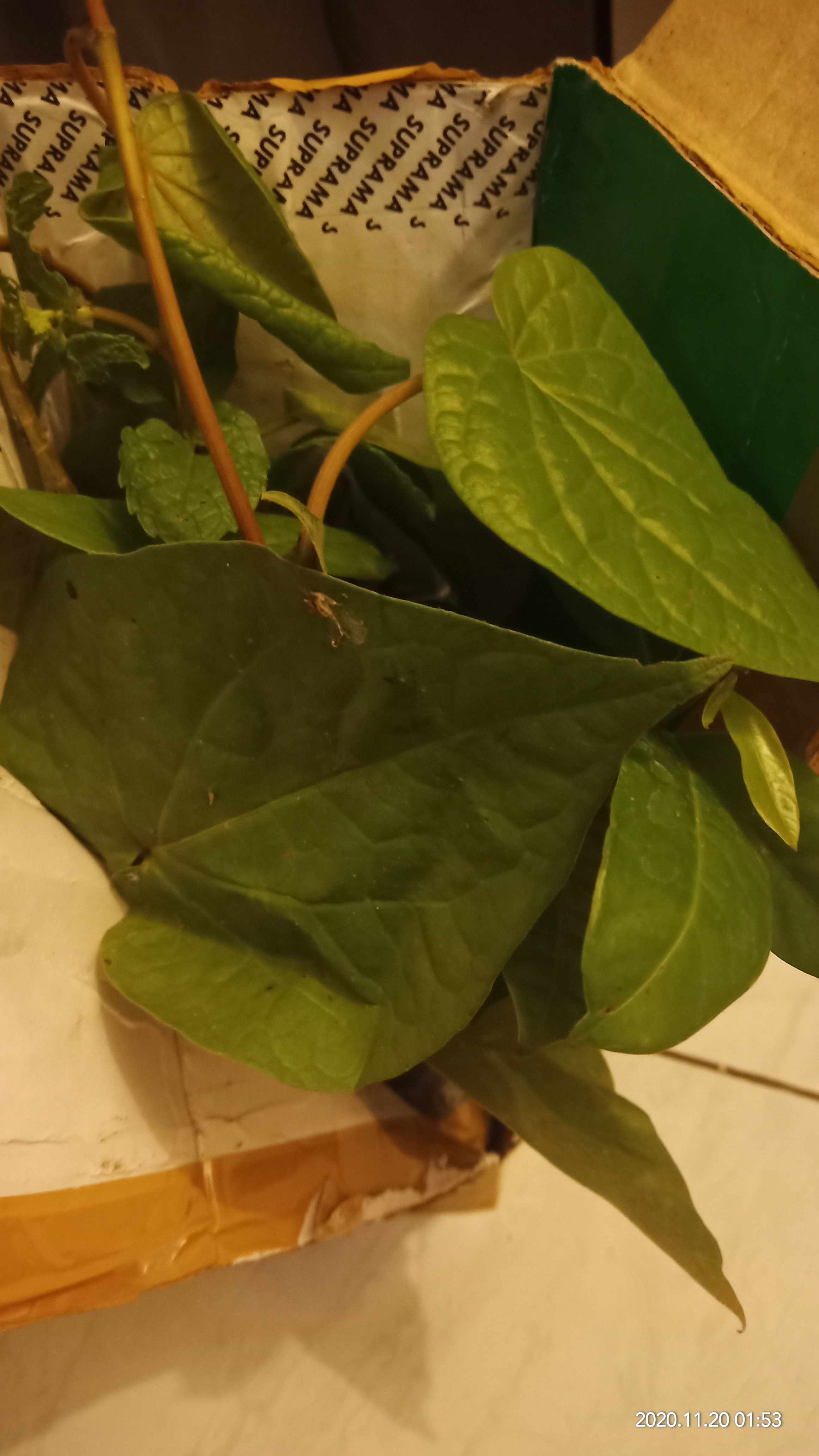 Tanaman Cincau Hijau Perdu/bibit Herbal Cincau Hijau Perdu