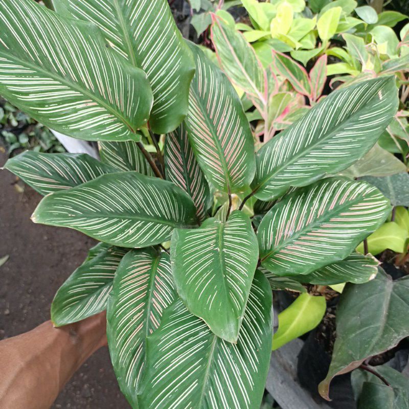 Calathea batik