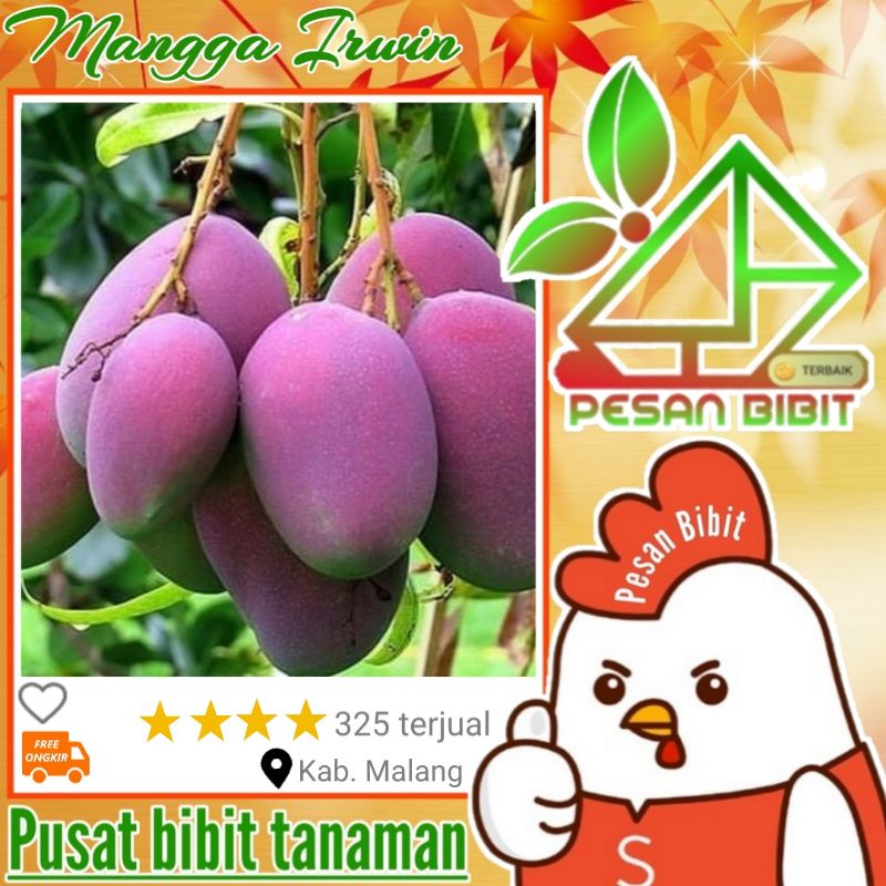 bibit tanaman buah mangga Irwin kondisi berbunga