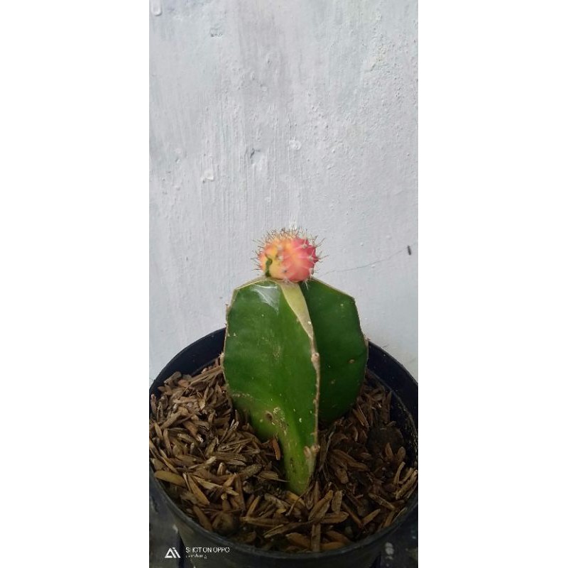 kaktus gymno lokal mini