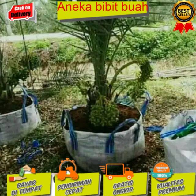 Bibit kurma kl 1 betina