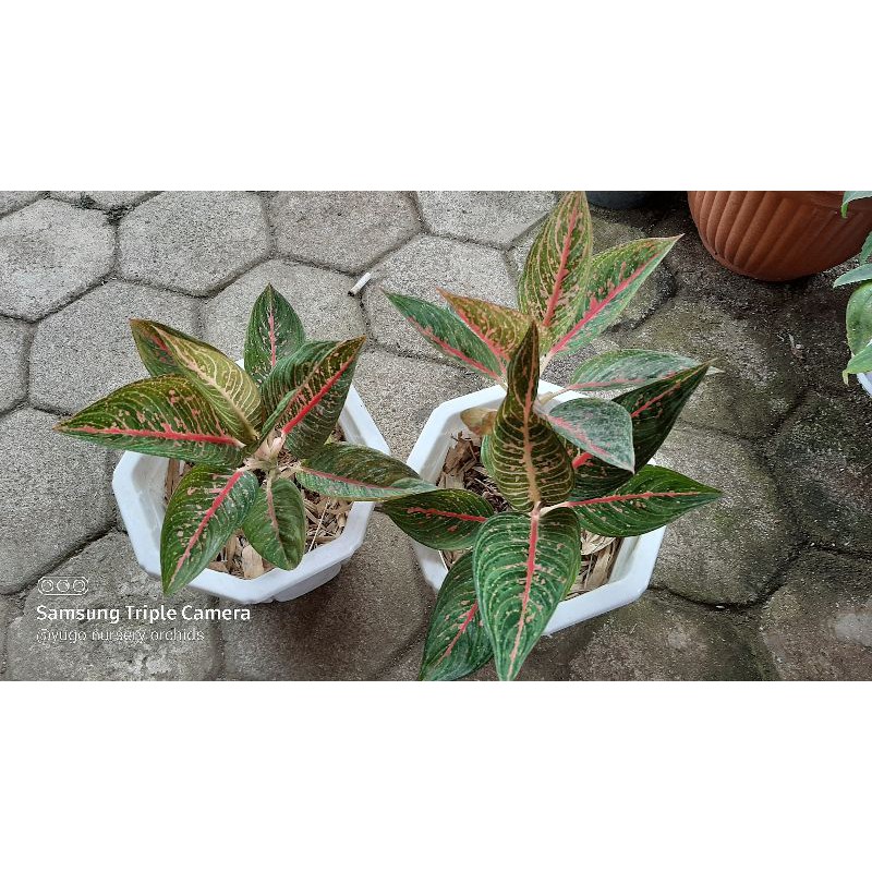 aglonema legacy indukan 7-11 daun