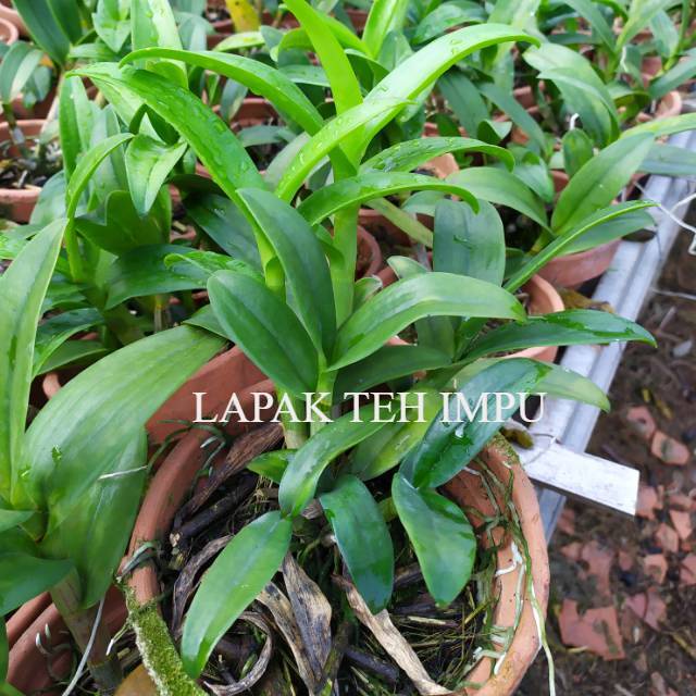 Anggrek Dendrobium REMAJA RIMBUN