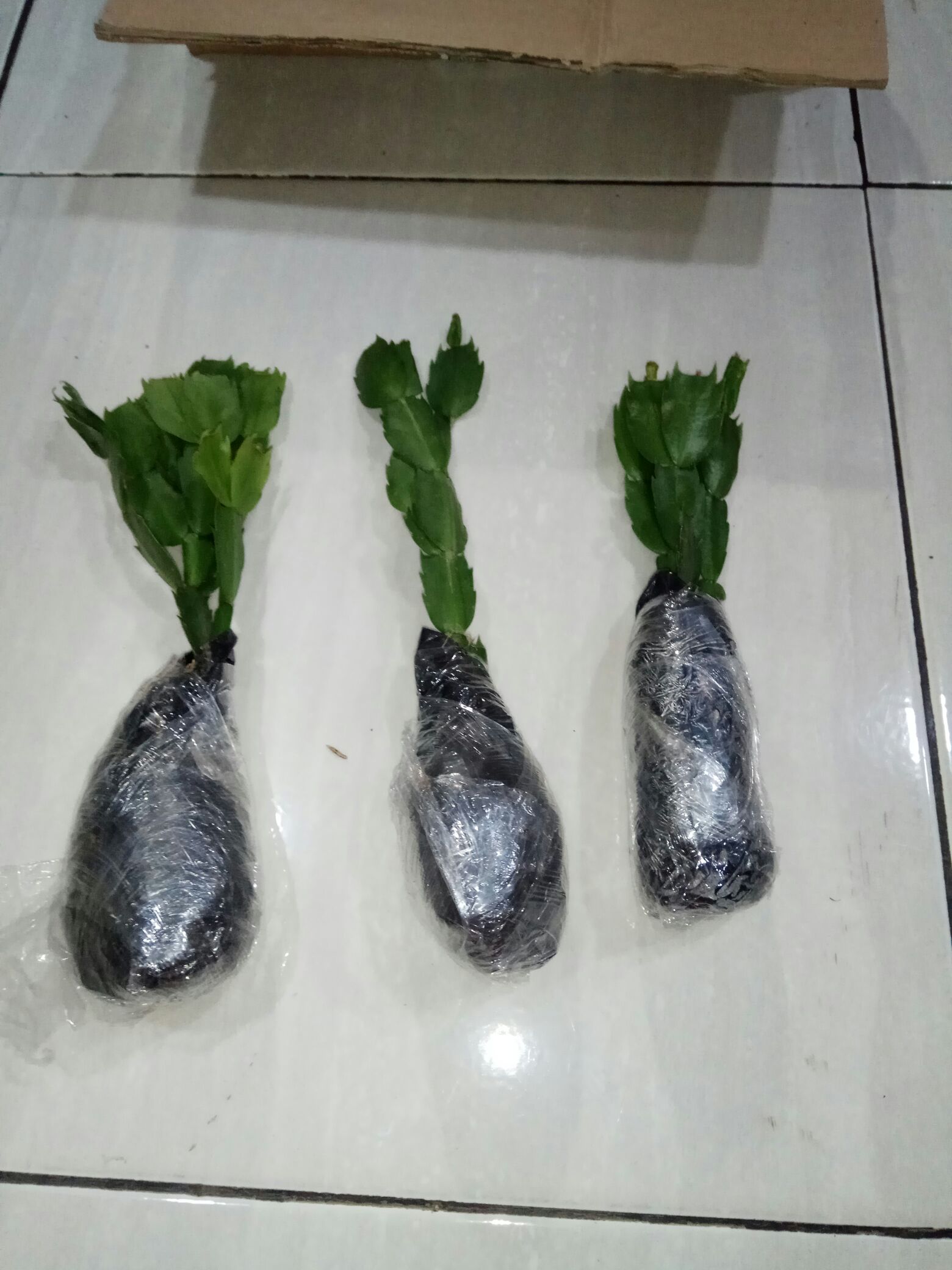 Kaktus Kepiting/ Wijaya Kusuma Kepiting/ Crab Kaktus