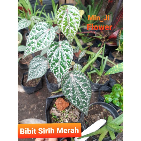 Bibit daun Sirih Merah / Sirih Merah  MURAAAAHHHH