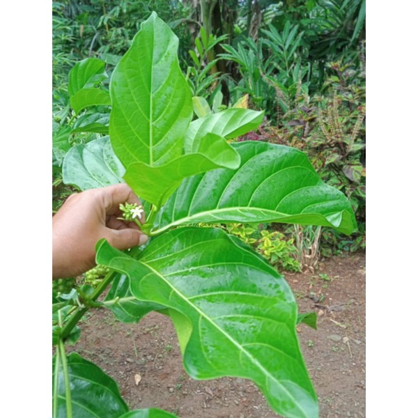 

daun mengkudu ,daun pace fress dipetik saat order