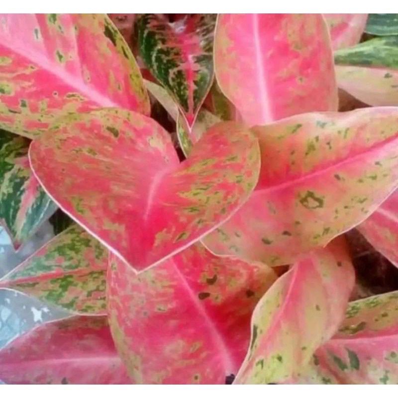 (BISA COD) PROMO aglonema bigroy dewasa - aglonema big roy dewasa