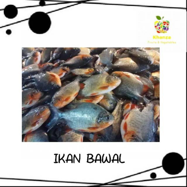 

IKAN BAWAL TAWAR (500 gram)