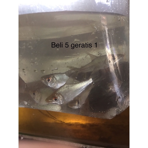 ikan yellow feifeng/yff