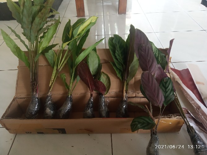 Tanaman Hias Calathea Rufibarba