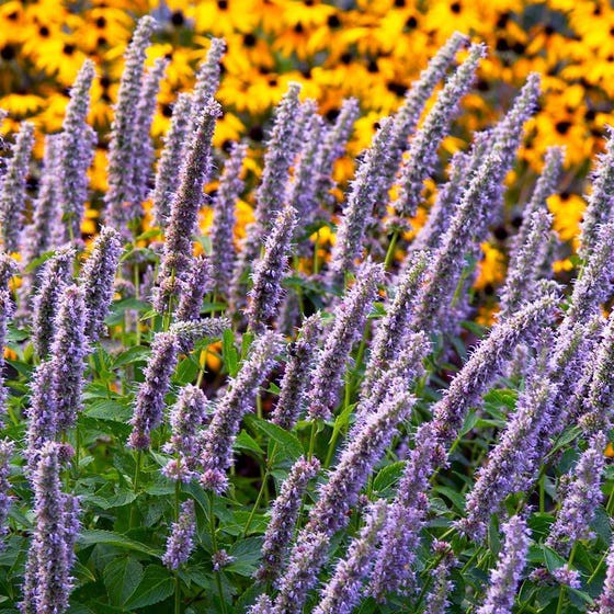 Benih Bibit Biji - Bunga Lavender Hyssop Flower Seeds - IMPORT