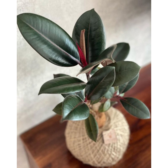 Tanaman bunga karet kebo merah / Ficus elastica
