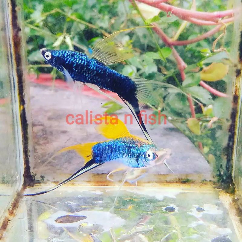 PLATY HAMBURG LYRETAIL IKAN HIAS CANTIK PLATY PEDANG EKOR CABANG LYRETAIL AKUARIUM AQUASCAPE MURAH P