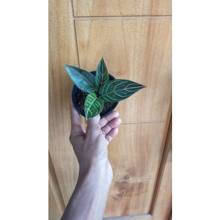 tanaman aglonema black pride of sumatra, real pick